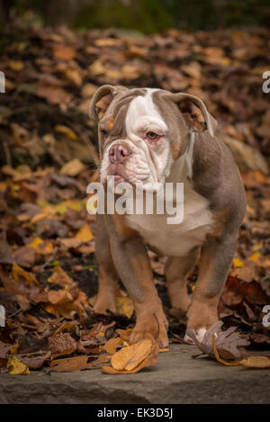 Un colore lilla razza American Bullldog sorge nelle foglie di autunno nei boschi del Nord Carolina. Foto Stock