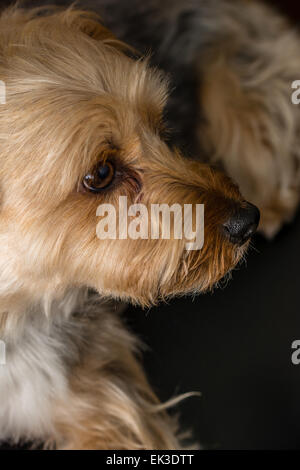 Un Yorkshire Terrier su uno sfondo nero. Foto Stock