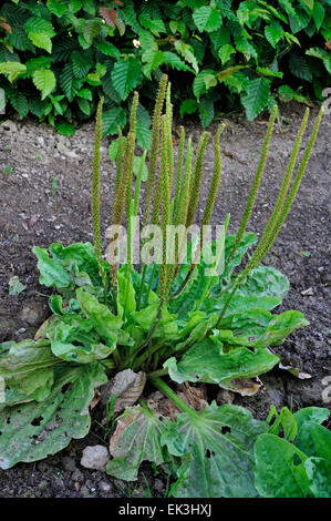 Maggiore piantaggine latifoglie / piantaggine / comune piantaggine (Planzago major) in fiore Foto Stock