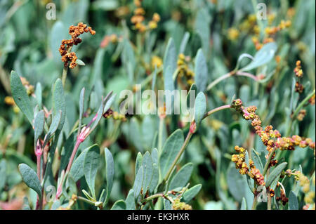 Sea purslane (halimione Portulacoides / Atriplex portulacoides) in fiore Foto Stock