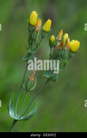 Giallo-wort (Blackstonia perfoliata) in fiore Foto Stock