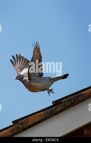 Piccioni domestici di decollare dal tetto di casa contro un cielo blu. Foto Stock