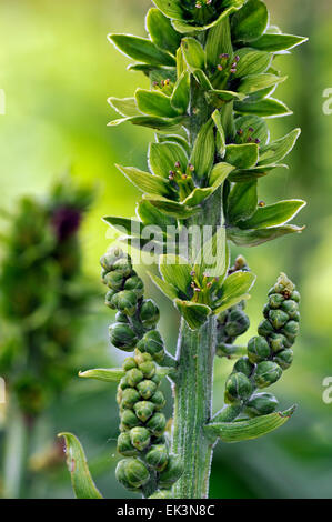 L'elleboro bianco / Europea l'elleboro bianco / bianco Veratrum (Veratrum album) in fiore Foto Stock