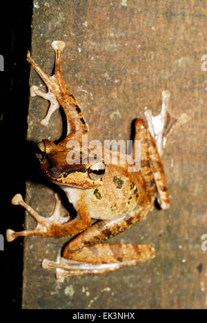 Dark-eared Raganella (Polypedates macrotis) in Kubah, Sarawak, Malesia, Borneo Foto Stock