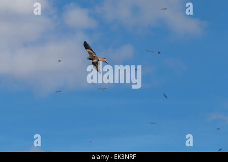 Red Kites cerchiare la massa di alimentazione in corrispondenza di Bwlch Nant Yr Arian vicino a Aberystwyth. Foto Stock