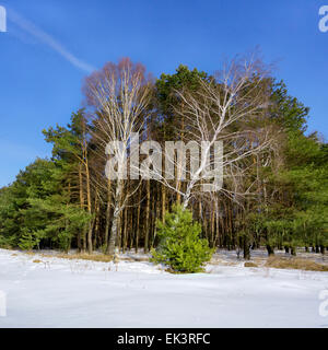 La Betulla nella pineta in un inverno Foto Stock