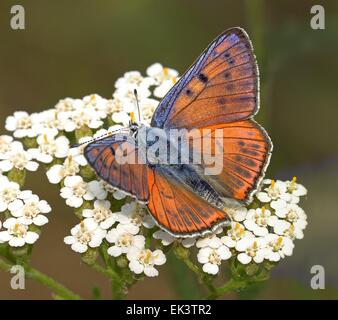 Viola maschio-shot di rame (Lycaena alciphron) su un fiore-capo di Achillea (Yarrow) Foto Stock