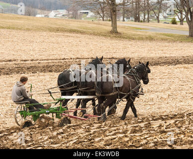 Holmes County, Ohio, Stati Uniti d'America. 06 apr, 2015. Un giovane agricoltore ara il suo campo nella contea di Holmes, Ohio. Credito: Brent Clark/Alamy Live News Foto Stock