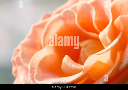 Macro di arancione rosa petali di fiori Foto Stock