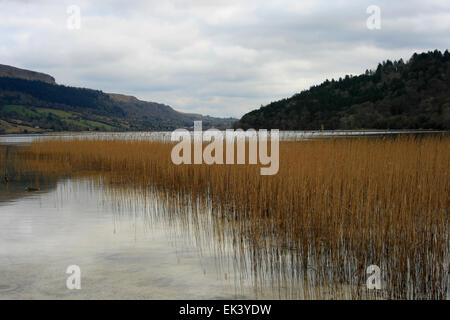 Canne in Glencar lago nella Contea di Sligo Leitrim Foto Stock