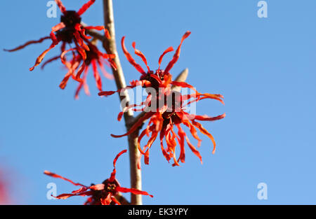 Amamelide (Hamamelis x intermedia Jelena) in fiore Foto Stock