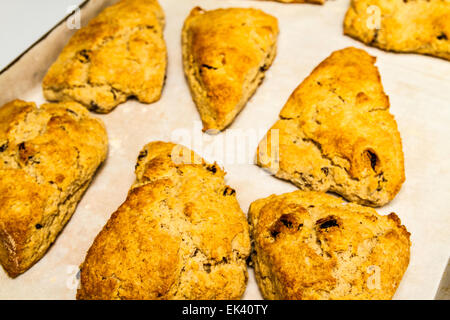 Pane appena sfornato, cannella e uvetta scones su un quadrato bianco piastra Foto Stock