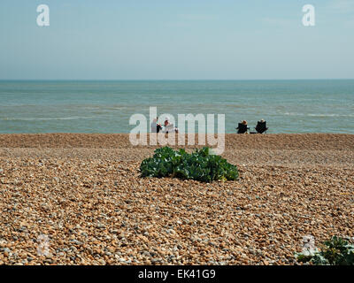 Dungeness con il mare Kale impianto crescente tra la spiaggia di ciottoli in primo piano, Dungeness, Kent, England, Regno Unito Foto Stock