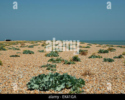 Dungeness con il mare Kale impianto crescente tra la spiaggia di ciottoli in primo piano, Dungeness, Kent, England, Regno Unito Foto Stock