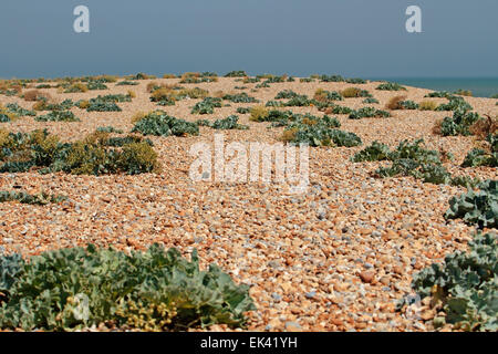 Dungeness con il mare Kale impianto crescente tra la spiaggia di ciottoli in primo piano, Dungeness, Kent, England, Regno Unito Foto Stock