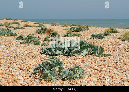 Spiaggia di ciottoli di Dungeness con pianta di Seakale che cresce tra i ciottoli, Dungeness, Romney Marsh, Kent, Inghilterra, Regno Unito Foto Stock