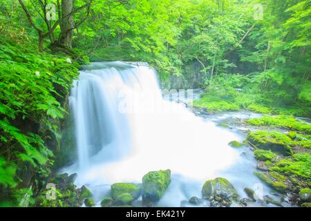 Flusso Oirase, Cyoushiootaki, Aomori, Giappone Foto Stock