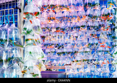 Pesci di acquario visualizzati in sacchetti di plastica per la vendita nel mercato pesciolino in Mong Kok, Hong Kong. Foto Stock