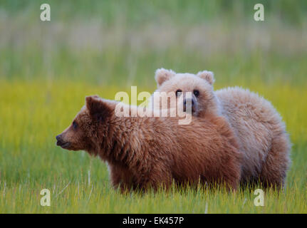 Marrone / Orso grizzly, il Parco Nazionale del Lago Clark, Alaska Foto Stock