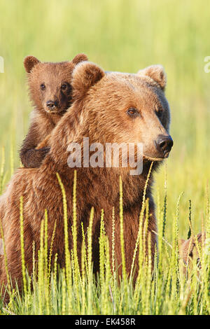 Marrone / Orso grizzly, il Parco Nazionale del Lago Clark, Alaska Foto Stock