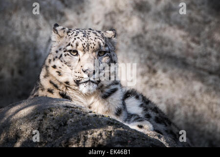 Ritratto frontale di Snow Leopard a Snow Foto Stock