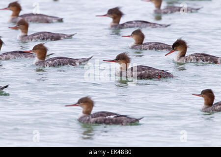 Red-breasted Merganser (Mergus serrator) stormo di uccelli nuoto sul mare, Florida, America del Nord Foto Stock