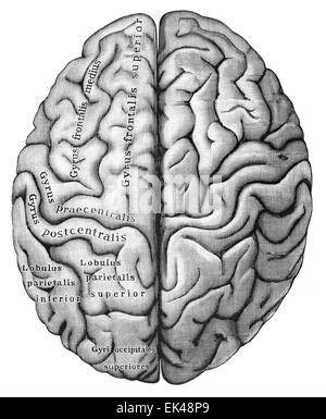 Il cervello umano visto da sopra, Foto Stock