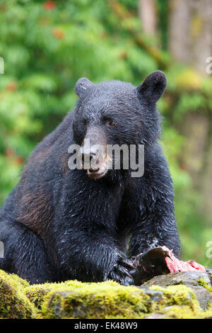 Orsi neri presso la baia di Neets incubatoio,Tongass National Forest, vicino a Ketchikan, Alaska. Foto Stock