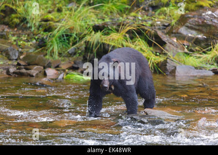 Orsi neri presso la baia di Neets incubatoio,Tongass National Forest, vicino a Ketchikan, Alaska. Foto Stock