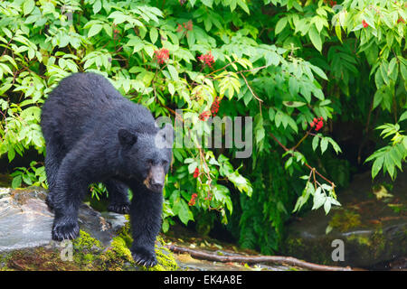 Orsi neri presso la baia di Neets incubatoio,Tongass National Forest, vicino a Ketchikan, Alaska. Foto Stock