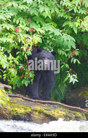 Orsi neri presso la baia di Neets incubatoio,Tongass National Forest, vicino a Ketchikan, Alaska. Foto Stock