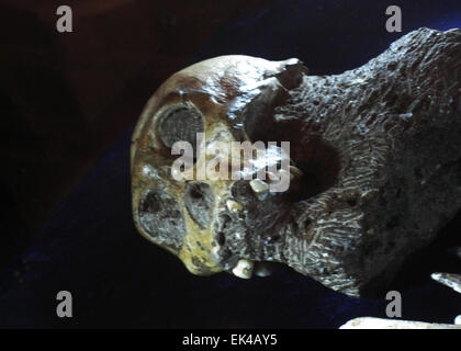 Australopithecus Sediba in mostra presso il South African Museum, Cape Town 24.04.2010. Australopithecus Sediba , a 2 milioni di euro all'anno vecchio parzialmente scheletro completo è stata trovata in una grotta in Malapa, Sud Africa.( circa 40km da Johannesburg). Due scheletri credeva di essere una femmina adulta e giovane ragazzo sono stati trovati al fianco di altri animali nella grotta. Essi probabilmente caduto nella grotta e morì circa 2 milioni di anni fa. Essi sono i più simile a quella umana australopethicine ancora scoperto, fornire preziosi indizi per i cambiamenti evolutivi che hanno portato al genere Homo e può essere il "transitorio specie or missin Foto Stock