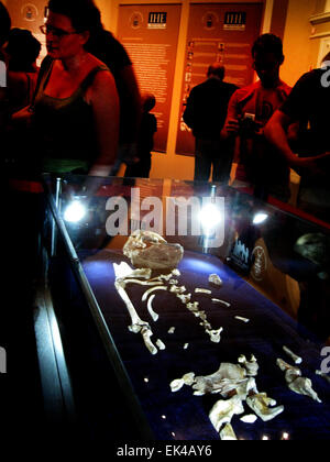 Australopithecus Sediba in mostra presso il South African Museum, Cape Town 24.04.2010. Australopithecus Sediba , a 2 milioni di euro all'anno vecchio parzialmente scheletro completo è stata trovata in una grotta in Malapa, Sud Africa.( circa 40km da Johannesburg). Due scheletri credeva di essere una femmina adulta e giovane ragazzo sono stati trovati al fianco di altri animali nella grotta. Essi probabilmente caduto nella grotta e morì circa 2 milioni di anni fa. Essi sono i più simile a quella umana australopethicine ancora scoperto, fornire preziosi indizi per i cambiamenti evolutivi che hanno portato al genere Homo e può essere il "transitorio specie or missin Foto Stock