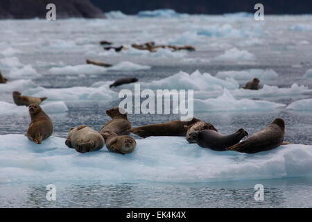 Le guarnizioni di tenuta del porto su iceberg in Le Conte Bay, Tongass National Forest, Alaska. Foto Stock