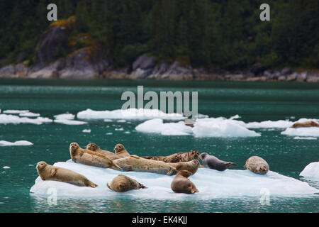 Le guarnizioni di tenuta del porto su iceberg in Le Conte Bay, Tongass National Forest, Alaska. Foto Stock