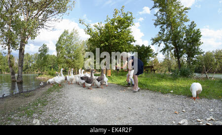 Anatre in una fila da mangiare al Chico Mendez park,Toscana Foto Stock