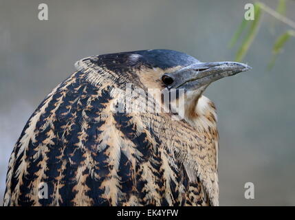 Close-up della testa di una pesca Eurasian Botaurus stellaris Foto Stock