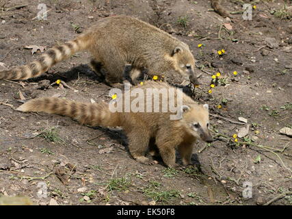 Due South American ring-tailed Coatis ( Nasua nasua) in close-up Foto Stock