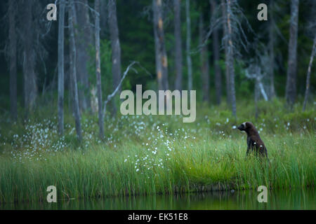 Un Wolverine in una foresta finlandese Foto Stock
