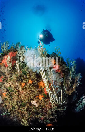 Mare Mediterraneo, U.W. foto, Tunisia, Tabarka, hydroids su bianco gorgonie - Scansione su pellicola Foto Stock