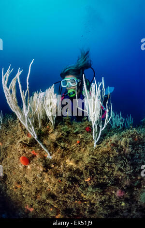 Mare Mediterraneo, U.W. foto, Tunisia, Tabarka, subacqueo e gorgonie bianco - Scansione su pellicola Foto Stock