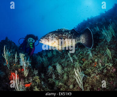 Mare Mediterraneo, Tunisia Tabarka, subacqueo e il raggruppatore (Epinephalus guaza) - Scansione su pellicola Foto Stock