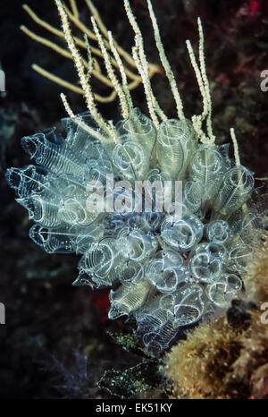 Mare Mediterraneo, U.W. foto, Tunisia, Tabarka, hydroids su bianco gorgonie - Scansione su pellicola Foto Stock