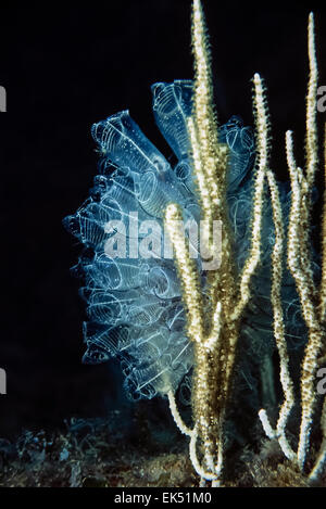 Mare Mediterraneo, U.W. foto, Tunisia, Tabarka, hydroids su bianco gorgonie - Scansione su pellicola Foto Stock