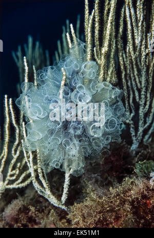 Mare Mediterraneo, U.W. foto, Tunisia, Tabarka, hydroids su bianco gorgonie - Scansione su pellicola Foto Stock