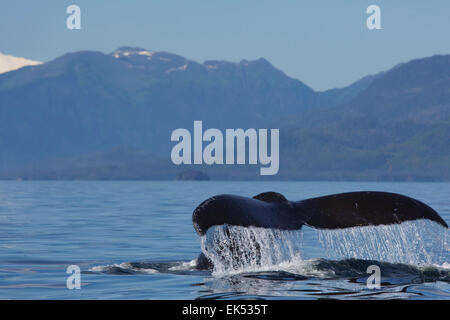 Humpback Whale, Federico Suono, Tongass National Forest, Alaska. Foto Stock