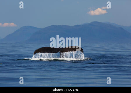 Humpback Whale, Federico Suono, Tongass National Forest, Alaska. Foto Stock