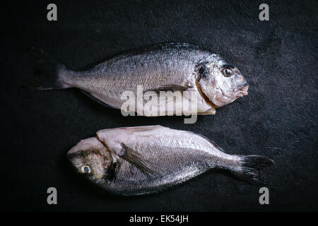 Paio di glithead pesce su sfondo nero Foto Stock