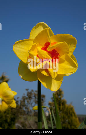 Daffodil narciso Palms 4YO con il suo colore giallo brillante doppio con fiori di colore arancio brillante segmenti ad effetto corona Foto Stock
