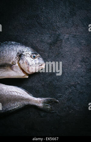 La testa e la coda del pesce glithead e spazio bianco su sfondo nero Foto Stock